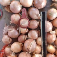 China new crop fresh onion/red onion/yellow onion