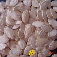 Shine Skin Pumpkin Seed,In Shell