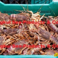 Live West Coast Rock Lobsters