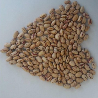 Light Speckled kidney beans(American round)picture1