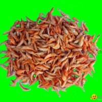 aquarium feed,aquarium fish food