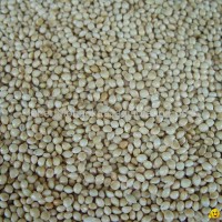 Yellow millet Groats