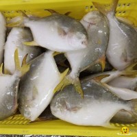 Good Golden Pompano, Golden Pomfret, Golden Pompano 300-400g/400-600g/500-600g/8