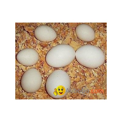 Chicken Hatching Eggspicture1