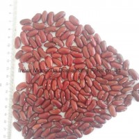 Dark red Kidney beans