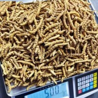 Chinese herb cordyceps sinensis