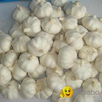 5.5cm pure white garlic from China