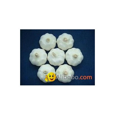 2013 pure white garlic high qualitypicture1