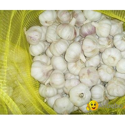 China garlic normal white fresh garlic in mesh bagpicture1