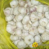 China garlic normal white fresh garlic in mesh bag