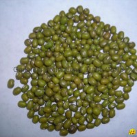 Mung Bean