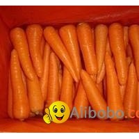 fresh carrot