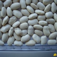 Square (Middle ) white kidney beans