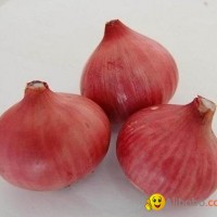 Fresh Onions