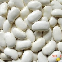 Large White Kidney Beans--50pcs/100g