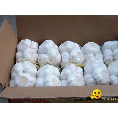 Pure White Garlic 500g/mesh bag, 10kg/cartonpicture1