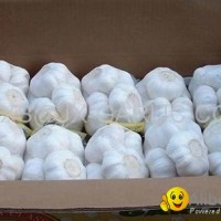 Pure White Garlic 500g/mesh bag, 10kg/carton