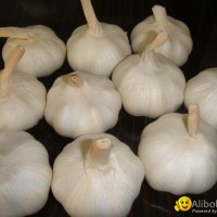 best garlic