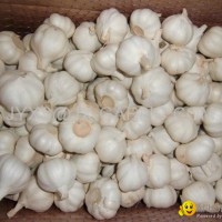 Jinxiang Fresh Pure White Garlic*