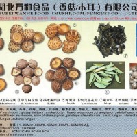 dried mushroom,black fungus,canned mushroom,canned fruits