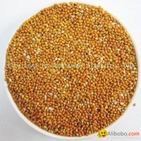 Yellow Millet in Husk