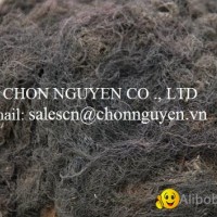 sell Gracilaria seaweed