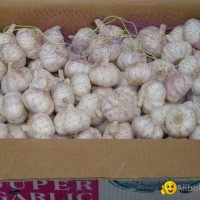 fresh garlic