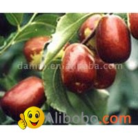 sell Chinese date/winter jujube