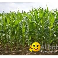 Manufacture and exporter Corn ( Maize)