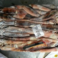 Illex Squid