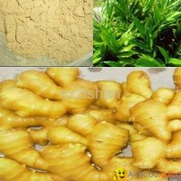 5%  6%  8% Ginger Root plant extract