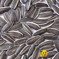 sunflower seeds