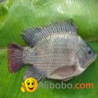 Frozen Black Tilapia Fish Whole Round