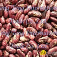 Purple Light Kidney Beans