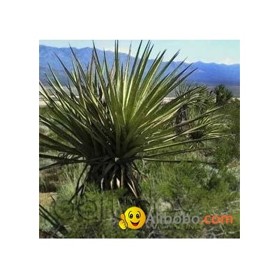 Yucca Schidigera Extract NP Food Grade - Raw Material Kosher Food Gradepicture1