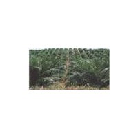 oil palm