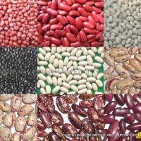 light speckled kidney beans