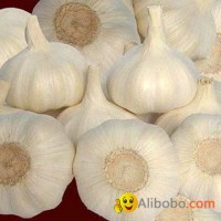 chinese garlic