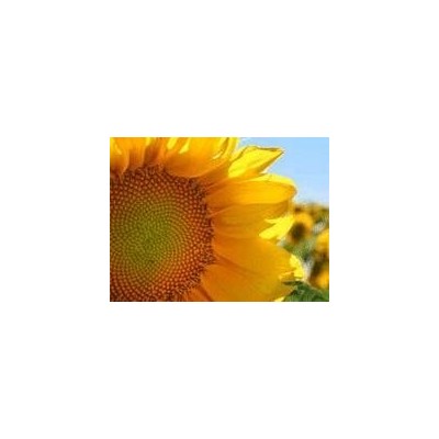 Sunflower oilpicture1