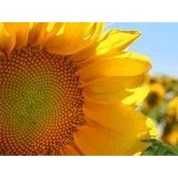 Sunflower oil