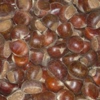 chestnut