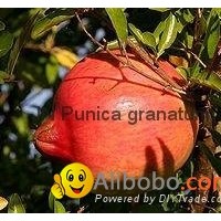 Punica granatum