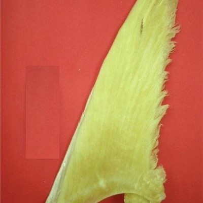 Pectoral Fin (21" inch)picture1