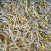 IQF Soybean sprouts