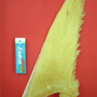 Pectoral Fin (14"-16" inch)picture1