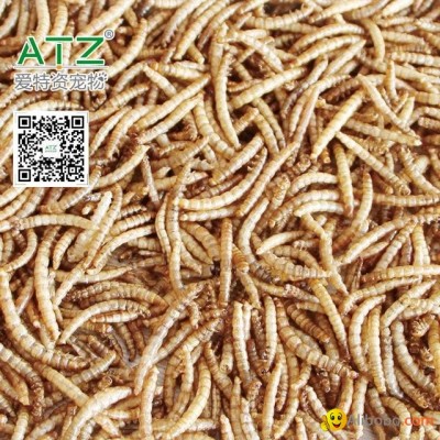 Dried Mealwormpicture1