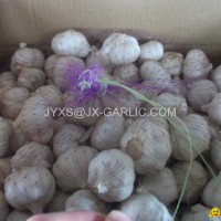 Jinxiang Normal White Garlic 10kg carton packing*