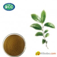 green tea extract