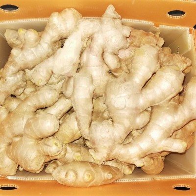 2023 Air dried ginger (gap)picture1