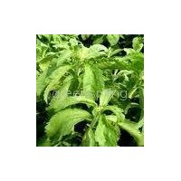 stevia